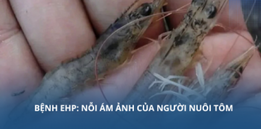 Bệnh EHP: Nỗi ám ảnh của người nuôi tôm